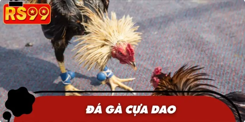 Cựa dao là vũ khí sắc bén được gắn vào chân gà