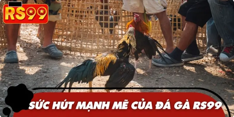 Đá gà từ lâu đã trở thành bộ môn được tìm kiếm nhiều nhất