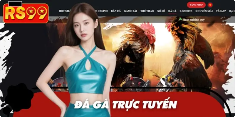 Đá gà với 50 trận kịch tính phát sóng mỗi ngày Đá gà với 50 trận kịch tính phát sóng mỗi ngày