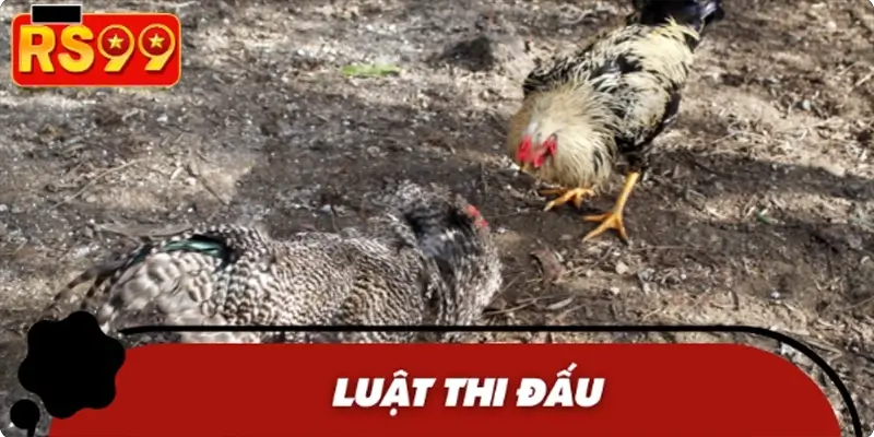 Quy định thi đấu giữa hai con gà chiến