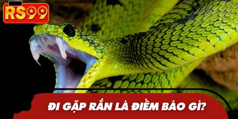 Điềm báo gì sẽ xảy khi gặp con rắn