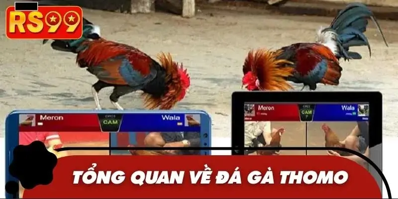 Đôi nét về đá gà Thomo