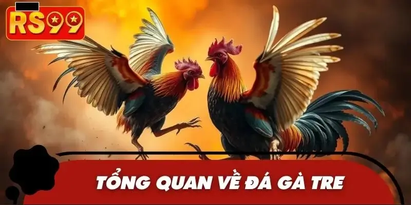 Sàn đấu gà tre siêu hấp dẫn