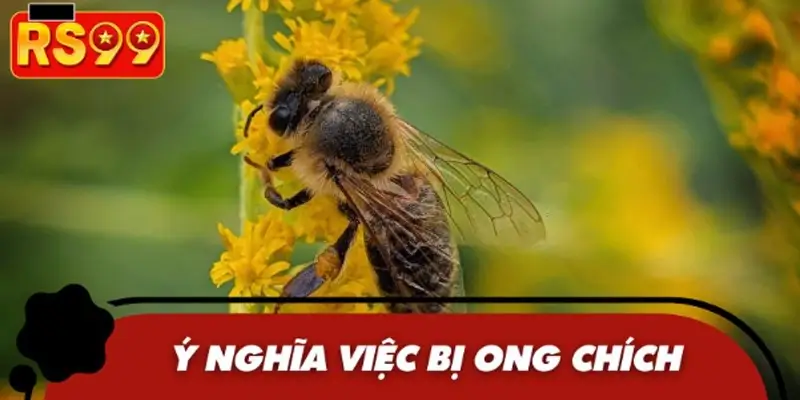 Thông tin chi tiết về ý nghĩa dân gian bị ong chính
