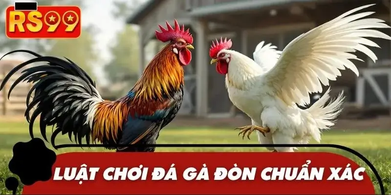 Tìm hiểu chi tiết về luật chơi gà đòn